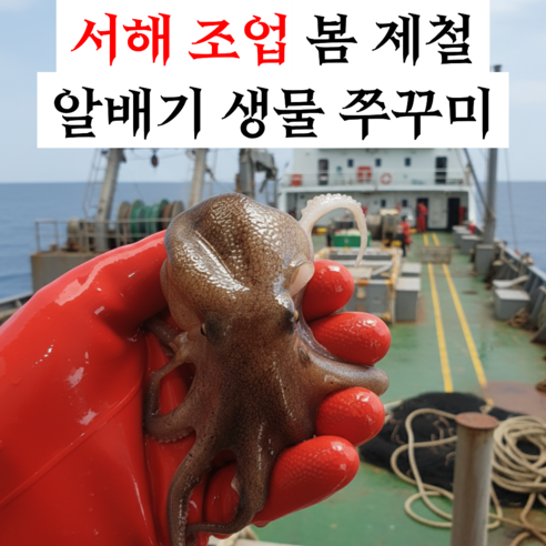 [한정특가] 싱싱한 알쭈꾸미 알배기 생물 쭈꾸미