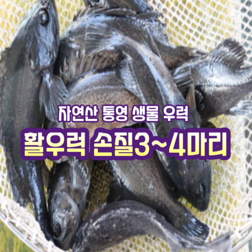 싱싱함이 살아있는 통영 활 우럭, 식탁 위에서 즐기는 바다의 풍요