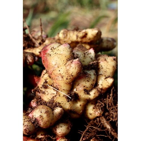 고품질 생강으로 만든 건강하고 맛있는 생강청
