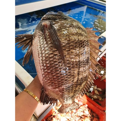 오늘 저녁, 완도 감성돔으로 당신의 하루를 특별하게!