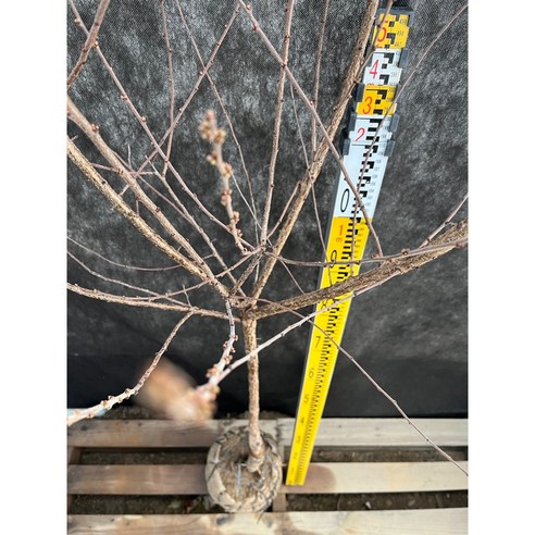 나만의 작은 정원에서 앵두를 수확하는 행복, 앵두나무 묘목으로 시작하세요!