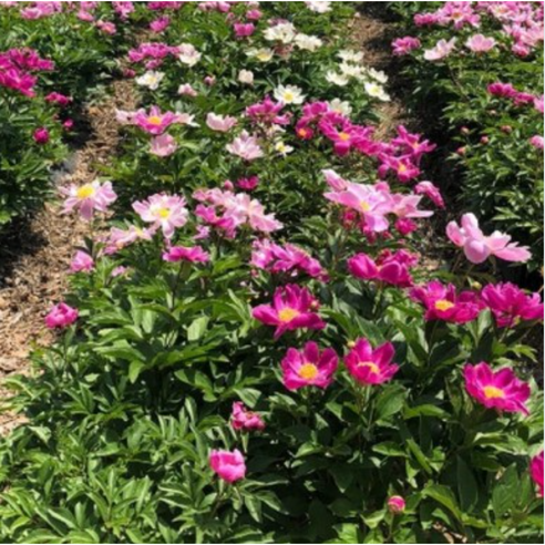 가을에 심는 작약 뿌리묘로 향기로운 봄 정원을 만드세요