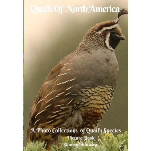 (영문도서) Quails Of North America A Photo Collections of Quail''s species Picture Book: Gift book for Bi... Paperback, Independently Published, English, 9798511610429