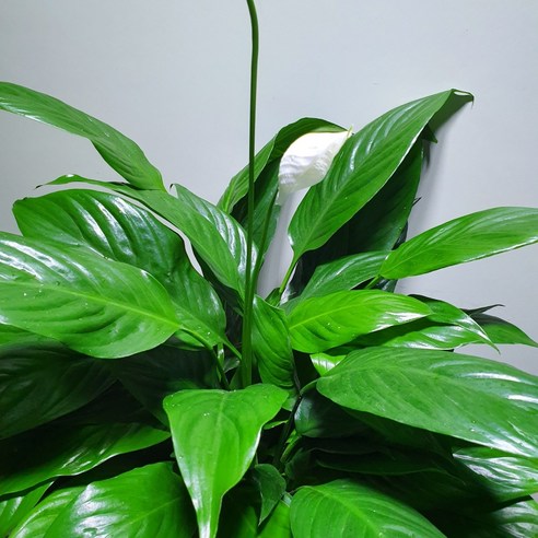 싱그러운 삶을 불어넣는 숨결, 스파트필름