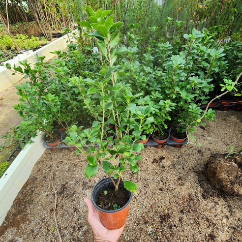 작은 변화로 만드는 행복, 단풍철쭉 베니사라사