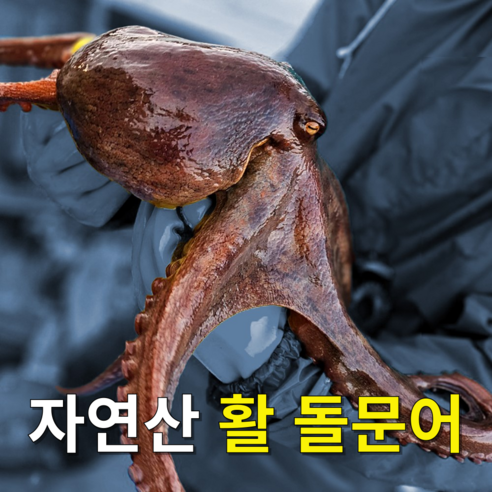 진짜 싱싱한 자연산 남해 통영 활 돌문어 제수용 일반용, 1박스, 2kg(1~3미)