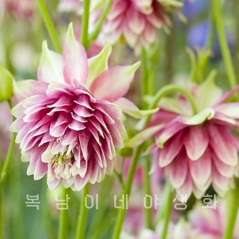 aquilegia 노라바로우 [3포트 모종 핑크투톤 겹매발톱], 3개