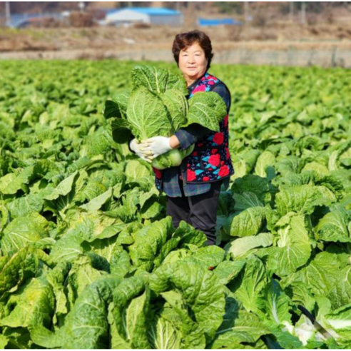 괴산 청정 절임배추 20kg, 1개