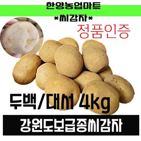 강원도 두백 보급종 씨감자 20kg 10kg 4kg + 상추 씨앗사은품증정, 두백4kg(포슬포슬씨감자)