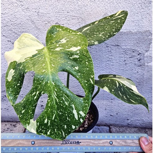 찢잎 보장 몬스테라, 초보도 쉽게 키워 나만의 정글을 만들자!