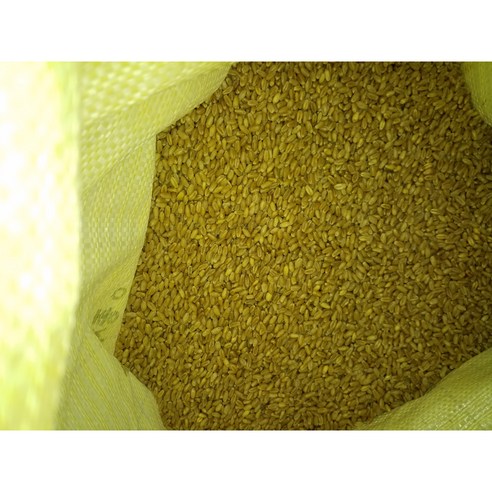 우리밀 씨앗인 밀씨앗 밀종자 1kg(우량종자) 분당밀싹농장