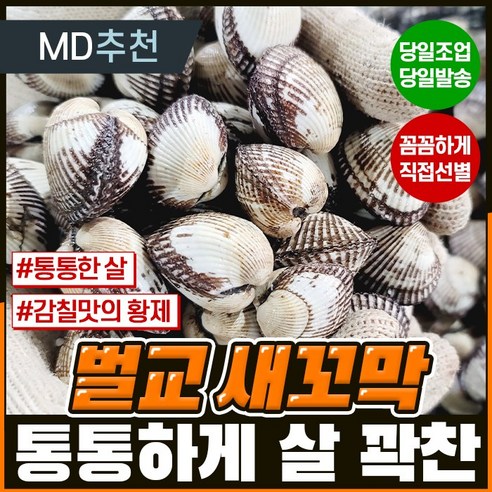 신선하고 풍부한 맛의 꼬막: 벌교직송 새꼬막
