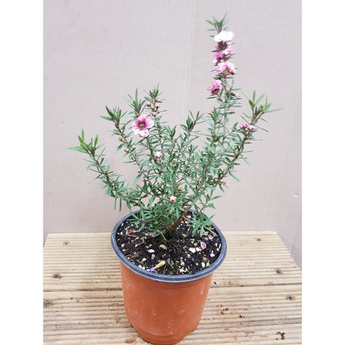 삭막한 공간에 봄을! 호주매화 2종으로 완성하는 나만의 작은 정원