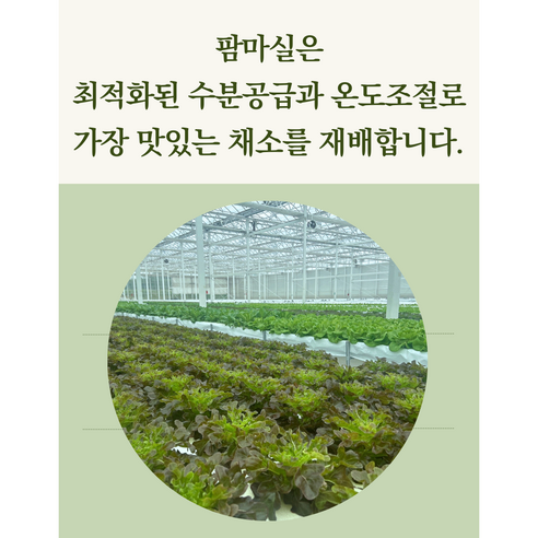 팜마실의 유러피안 샐러드 상추: 건강, 맛, 지속 가능성이 하나로