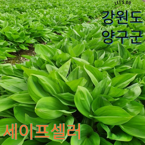 강원도 양구 생 명이나물 산마늘, 1개, 잎명이 2kg