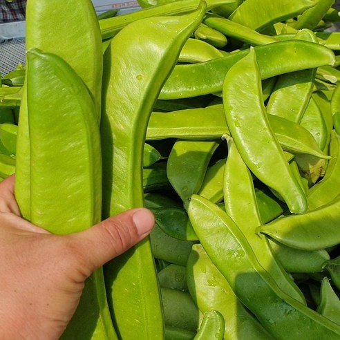 자연의 선물, 국산 작두콩으로 건강한 삶을!