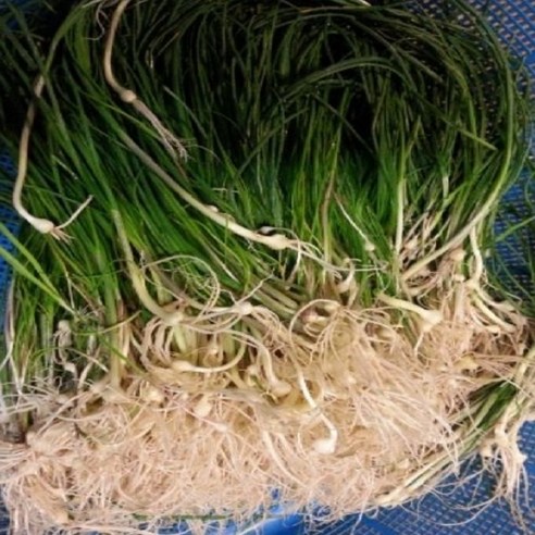 봄 향기를 식탁에! 달래 뿌리묘로 즐기는 싱그러운 힐링 달래