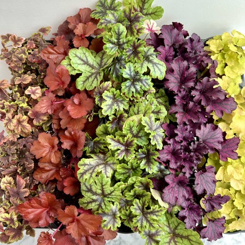 정원의 보석, 다채로운 색감으로 물드는 휴케라 이색 포트 5종 세트