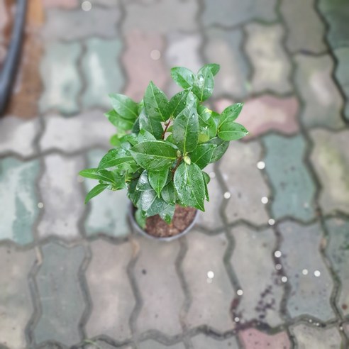 겨울 정원을 붉게 물들이는 매혹, 블랙로즈 동백나무