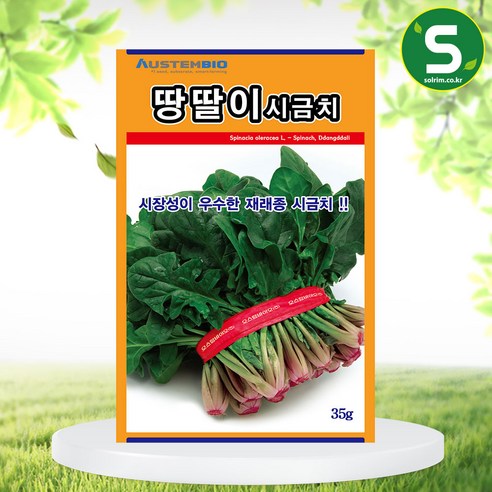 시금치씨앗 땅딸이시금치 35g 재래종 내한성 다수확, 1개