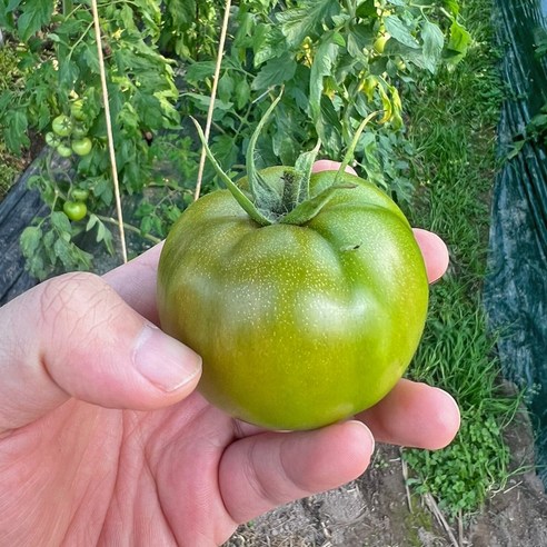 프리미엄 고당도 대저 짭짤이 토마토 농협인증 산지직송, 1개, 대저 짭짤이 토마토 2.5kg(M) 3월제철 Best Top5