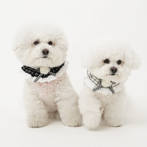 산책 후 털 말리는 전쟁, 바사바사 케이프로 뽀송하게 끝내세요!