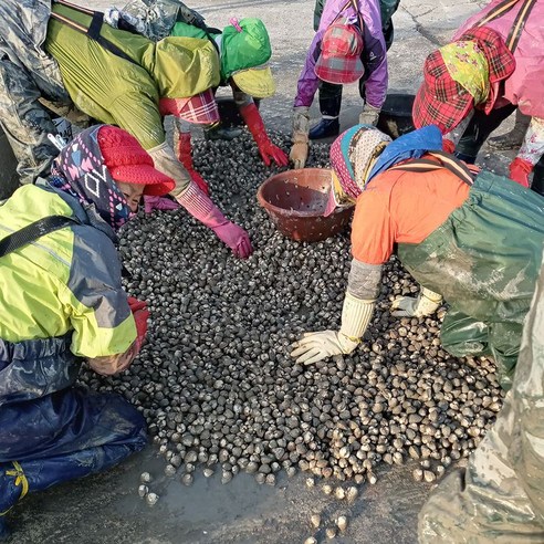 신선한 바다의 맛, 13번수산 벌교꼬막_참꼬막