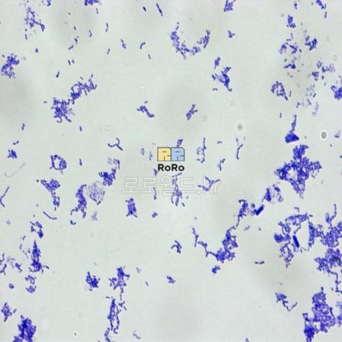 연쇄상구균 (Streptococcus) 슬라이드 프레파라트/과학 실험 키트 교구 도구 만들기