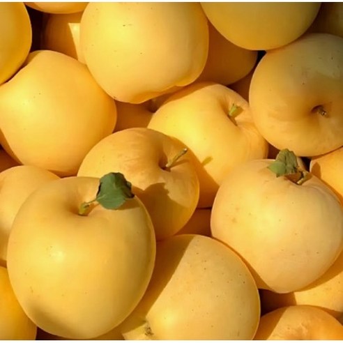 가을 햇살 머금은 황금빛 유혹, 시나노골드 사과 이야기 시나노골드사과