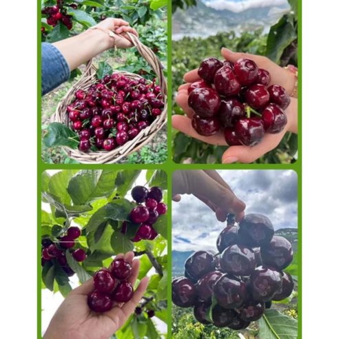 집에서 즐기는 달콤한 행복, 자가수정 대왕 체리 묘목 키우기!