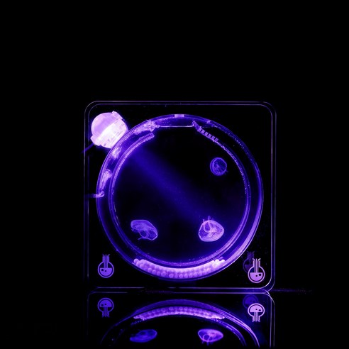 몽환적인 나만의 작은 바다, JELLO4 해파리 키우기 세트