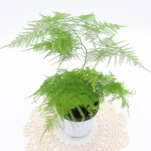 삭막한 내 방에 생기를 불어넣다! 아스파라거스 키우기 도전 후기 아스파라거스식물