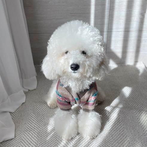 伴侶  寵物產品  小狗  貓  聯合使用  服裝  外衣  狗  狗  狗