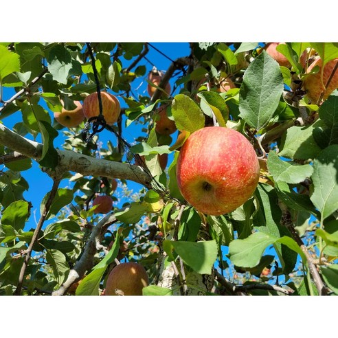자연의 맛을 담은 잣뜰농장 얼음골사과