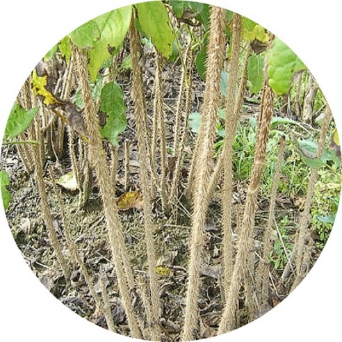 우리 집 정원에 건강을 심다, 가시오갈피 묘목!