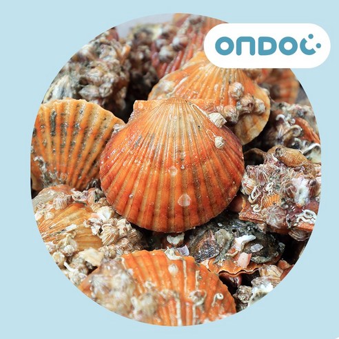 [온도씨]경남 통영 산지직송 비단가리비(2kg), 1개