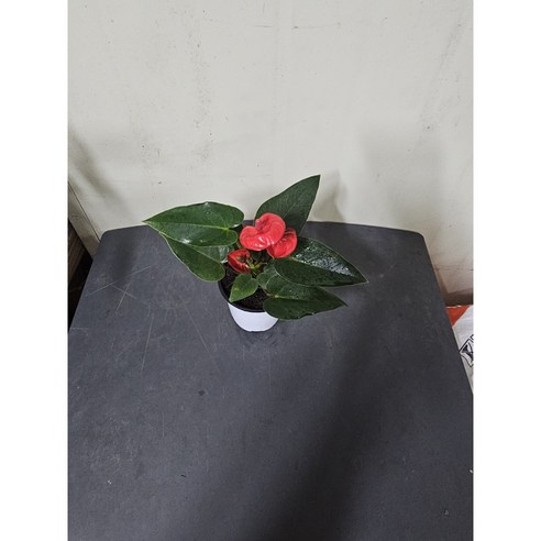 나만의 작은 정원, 홈가드닝, 실내 공기 정화, 습도 유지, 인테리어 효과, 우울감 극복