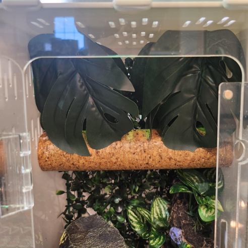 렙티언즈 크레스티드 게코 백업, 30cm, 1개