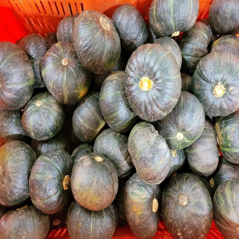 제주올팜 제주 미니 단호박 밤호박 보우짱, 비세척 중품, 1개, 3kg