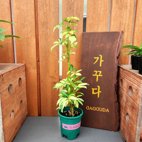 싱그러움을 담은 예술, 칼라홍콩야자와 무늬홍콩야자로 일상에 특별한 변화를 선사하세요.