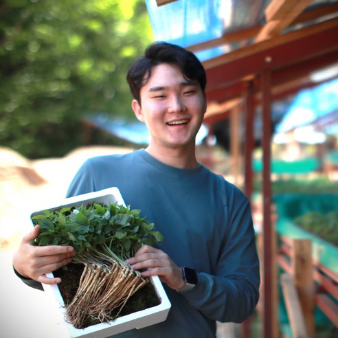 청춘농원 새싹삼 새싹인삼, 1개, 미니 100개 (업소용)