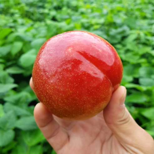 맛있는 국내산 자두, 하우스자두 소과 / 300g x 3팩, 1세트