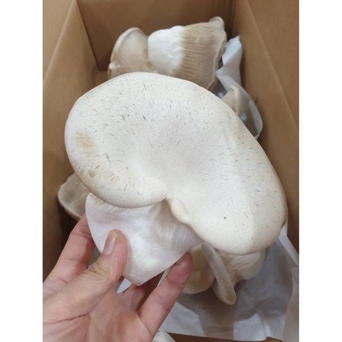 신선한 설원버섯으로 건강한 식탁 만들기