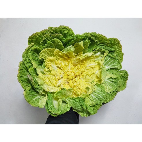 자연의 신선함을 담은 국내산 봄동 배추