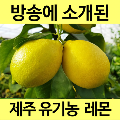 통째로 먹는 천연의 맛, 제주 친환경 유기농 레몬 제주유기농레몬