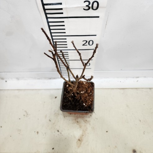 자줏빛 안개, 정원을 물들이는 로얄퍼플 안개나무