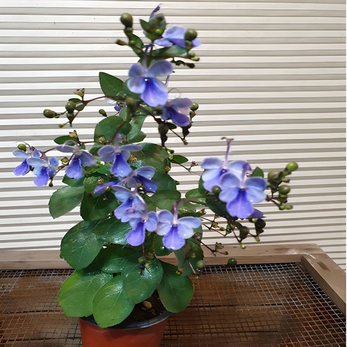 시들지 않는 보랏빛 행복, 나비수국이 당신의 공간에 찾아왔어요! 보라색꽃나무