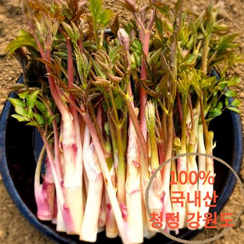 [산지출고] 국내산 청정 강원도 땅두릅, 6박스, 1kg