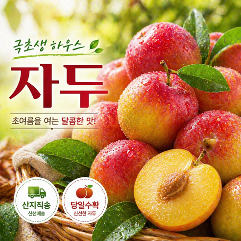 [100박스 한정] 하우스자두 고당도 산지직송, 1박스, 300g x 중과