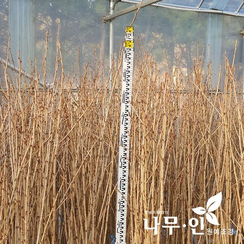 왕벚꽃나무 묘목으로 집 안에 봄을 들여, 나만의 특별한 정원을 완성하세요.